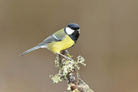 Great Tit (Parus major), sitting on a branch overgrown with moss and lichen, Wildlife, Animals,