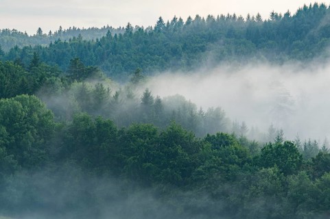 Rising fog in the evening over the forest, near Regensburg, Upper Palatinate, Bavaria, Germany