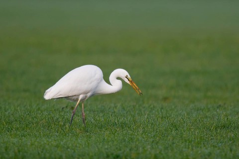 Great Egret (Ardea alba) foraging, North Rhine-Westphalia, Germany
