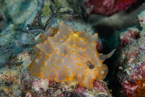 Underwater photo of Malesso humpback snail (Halgerda malesso) shell-less sea snail spreads out