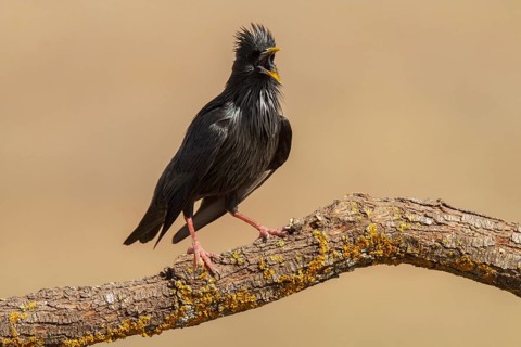 Spotless Starling (Sturnus unicolor), calling, Castile-La Mancha, Spain