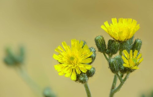 Florentine hawkweed, Florentine mouse-eared hawkweed, hieracium piloselloides, flora, plants, tall