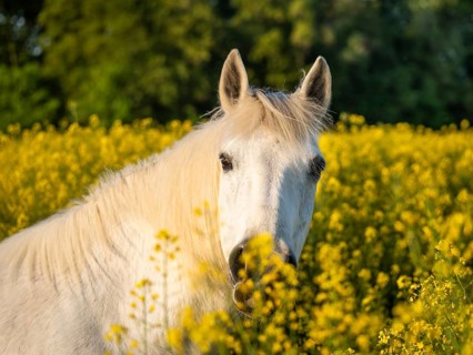 Horse, mold, mare, portrait, in a rapeseed field