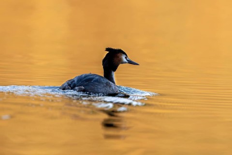 Great Crested Grebe (Podiceps Scalloped ribbonfish), Vulkaneifel, Rhineland-Palatinate, Germany