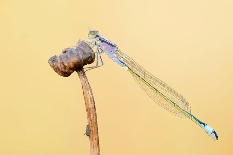 Blue-tailed damselfly (Ischnura elegans), female, North Rhine-Westphalia, Germany