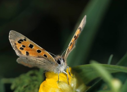 Moth, small moth, Lycaena phlaeas, small copper, butterfly, insects, butterfly, butterflies