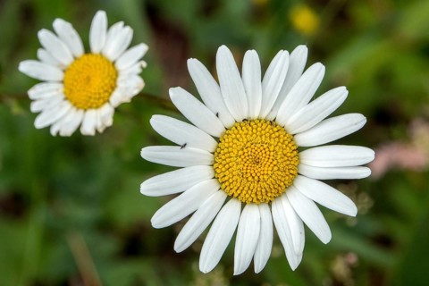 Common daisy (Leucanthemum vulgare), in bloom, close-up, Oberallgäu, Allgäu, Bavaria, Germany