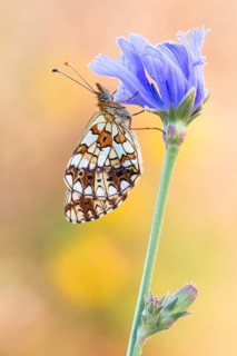 Der Sumpfwiesen-Perlmuttfalter (Boloria selene)