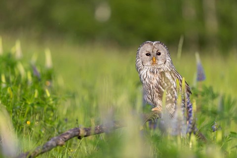 One Ural owl (Strix uralensis) sitting on a branch lying in a field of flowering lupines in late