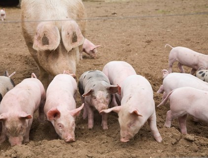 Sows and piglets outdoors free range farming pork production, Butley, Suffolk, England, United