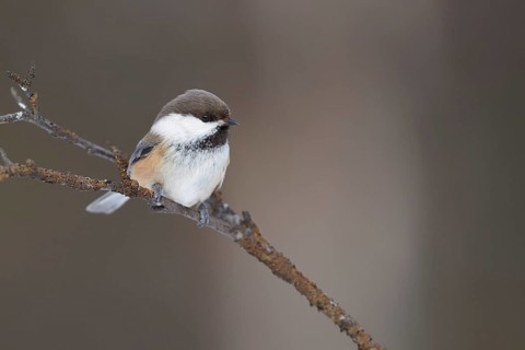 Grey-headed Chickadee (Poecile cinctus lapponicus) perched on a branch, Lapland, Finland