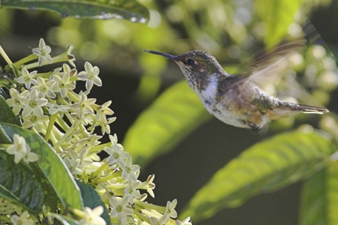 Volcano Hummingbird (Selasphorus flammula), Costa Rica