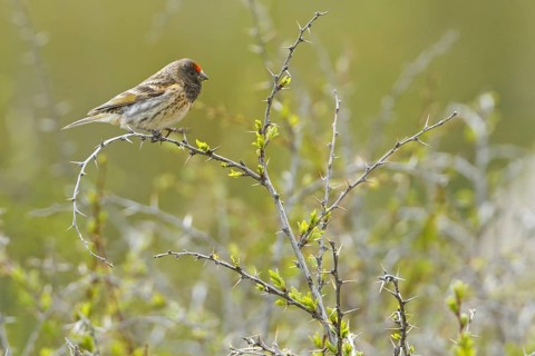Red-fronted Serin (Serinus pusillus), Nigde, Turkey