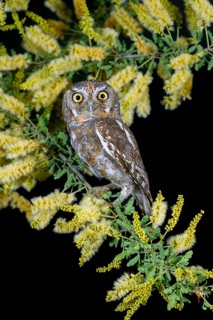 Elf Owl Micrathene whitneyi Tucson, Arizona, United States 3 May Adult Strigidae