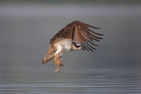 Western Osprey (Pandion haliaetus) flying, Mecklenburg-Western Pomerania, Germany