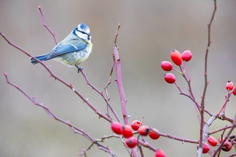 Blue tit (Parus caeruleus) Germany