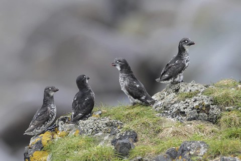 Least Auklet (Aethia pusilla), Alaska, USA