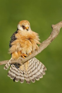 Bird cleaning tail plumage. Red-footed Falcon, Falco vespertinus, bird sitting on branch with clear