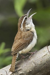 Carolina Wren (Thryothorus ludovicianus) singing, Ontario, Canada