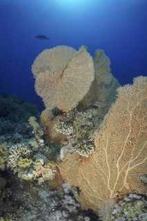 Giant fan coral (Annella mollis)