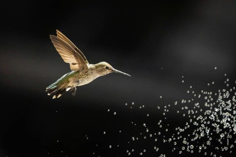 Hummingbird in flight