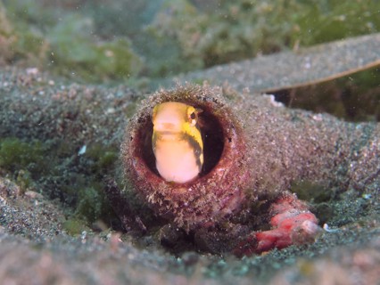 A curious fish with a yellow and black head looks out of a bottle buried in the sandy seabed,