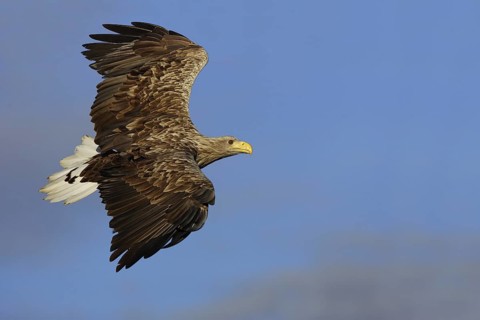 White-tailed Eagle (Haliaeetus albicilla) flying, Mecklenburg-Western Pomerania, Germany
