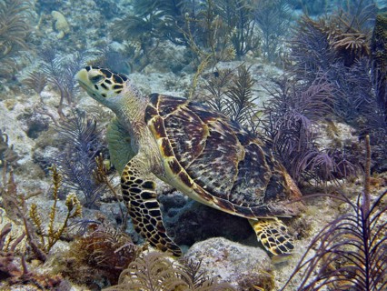 A hawksbill sea turtle (Eretmochelys imbricata imbricata) rests amongst coral and seaweed in a
