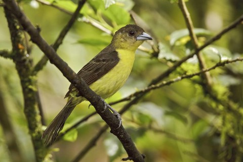 Lemon-rumped Tanager (Ramphocelus icteronotus) female, Ecuador
