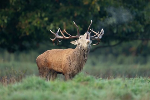 Red deer (Cervus elaphus) adult male stag bellowing during the rutting season in autumn, England,