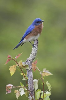 Eastern Bluebird (Sialia sialis), Virginia, USA