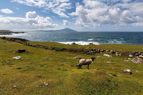 Sheep (Ovis aries) with black head and horns in a meadow, coastline, panoramic Atlantic Drive,