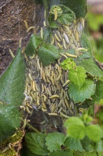 Larvae of bird-cherry ermine moths (Yponomeuta evonymella) in communal larval web in bush covered