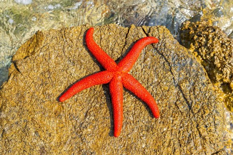 Red Starfish (Echinaster sepositus) lying on a rock next to the water in the bay of Ustrine on the