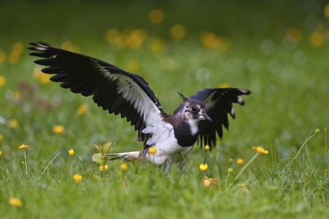 Northern Lapwing (Vanellus vanellus) juvenile, Schleswig-Holstein, Germany