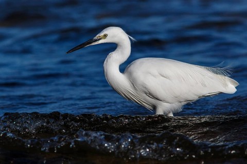Little Egret (Egretta garzetta) fishing on sea, Asturias, Spain