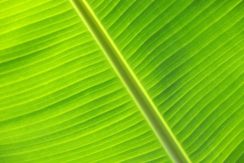 Banana leaf against the light, close-up, Madeira, Portugal