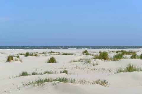 View of the foredune landscape with marram grass (Ammophila arenaria), extensive beach, blue sky,