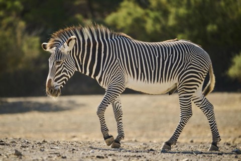 Plains zebra (Equus quagga) standing on the ground, captive, distribution Africa