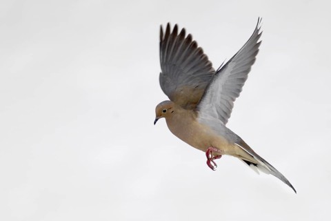 Mourning Dove (Zenaida macroura) flying, Ohio, USA