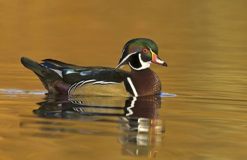Wood Duck (Aix sponsa) male, British Columbia, Canada