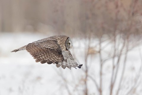 Great Grey Owl (Strix nebulosa) flying, Quebec, Canada