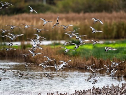 Black-tailed Godwits, Limosa limosa, birds in flight over marshes