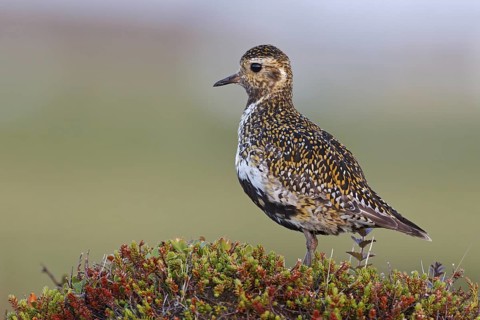 European Golden Plover (Pluvialis apricaria), Iceland