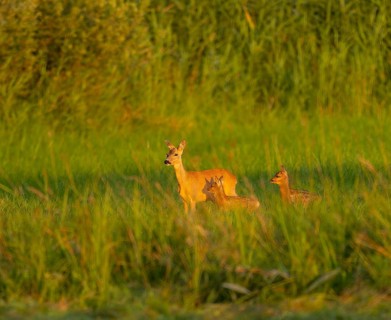 Roe deer (Capreolus capreolus), doe with two fawns standing in a meadow, warm morning light,