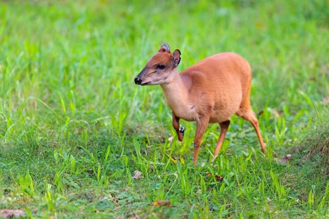 A female Red Forest Duiker (Cephalophus natalensis) stands in a green meadow, eating grass and
