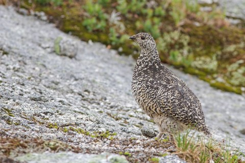 White-tailed Ptarmigan (Lagopus leucurus) in the alpine habitat of British Columbia, Canada