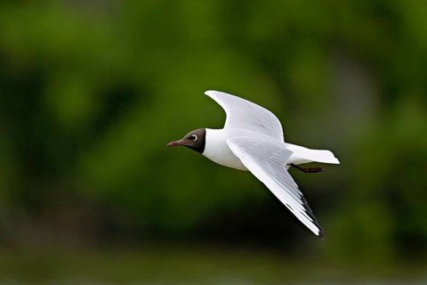 Black-headed Black-headed Gull (Chroicocephalus ridibundus, syn.: Larus ridibundus), in flight,
