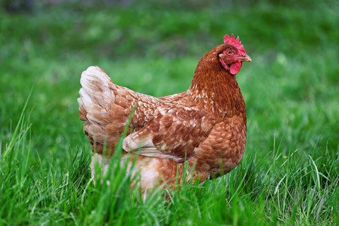 Brown laying hen standing in meadow, Mühlau, Canton of Aargau, Switzerland