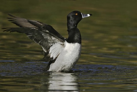 Ring-necked Duck (Aythya collaris) male, Arizona, USA